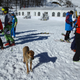 Illustration for article titled The Dogs Of Sochi